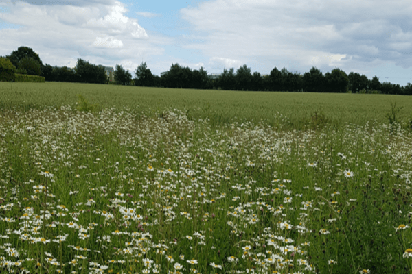 Comb Meadow Burial Ground