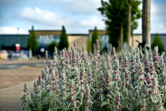 Flowers at Stane Park by Margaret Stallard