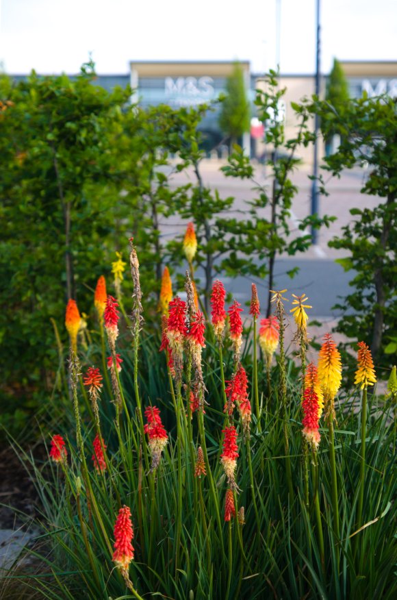 Red Hot Pokers by Margaret Stallard