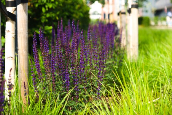 Salvia Grass by Margaret Stallard