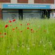 Image: Wild Flowers by Margaret Stallard