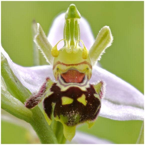 Bumblebee Orchid by Richard March