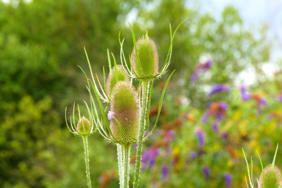 Stanway Nature by Margaret Stallard