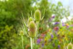 Image: Stanway Nature by Margaret Stallard