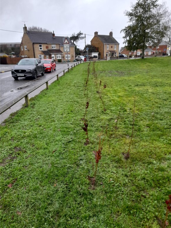 Planting along New Farm Road. These whips, will in time, grow into a hedge, providing valuable habitat for local wildlife, a pleasant environment for residents, and help with the battle against global warming. This must be good for Stanway.